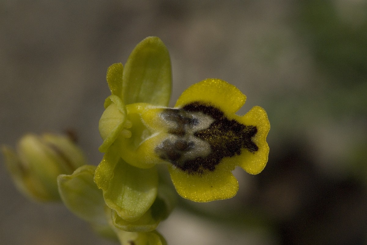 Ophrys sicula